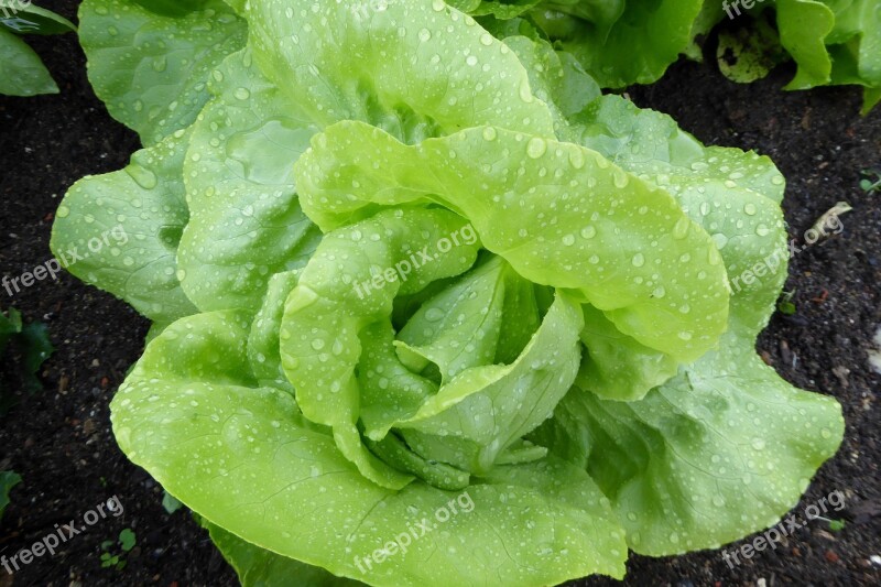 Lettuce Salad Leaf Lettuce Green Vegetables