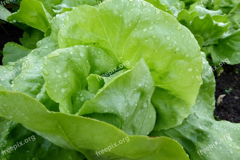 Lettuce Salad Leaf Lettuce Green Vegetables