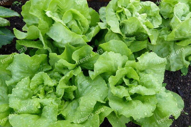 Lettuce Salad Leaf Lettuce Green Bed