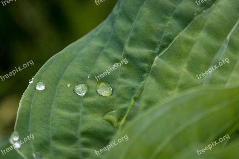 Leaf Green Leaf Leaf Veins Leaf Structure Drop Of Water