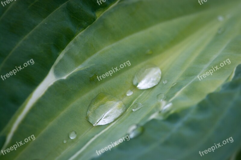 Leaf Green Leaf Leaf Veins Leaf Structure Drop Of Water