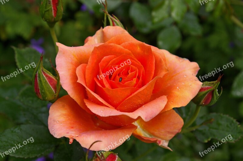 Rose Orange Rose Orange Blossom Bloom