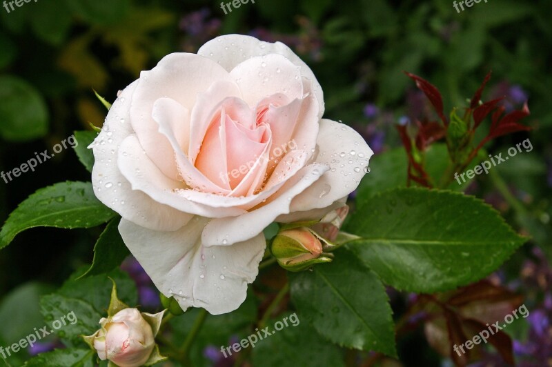 Rose Asperin Rose Tender Soft Pink White