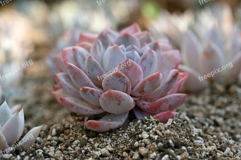 A Fleshy Plant Fleshy In This Cactus Garden Flowers