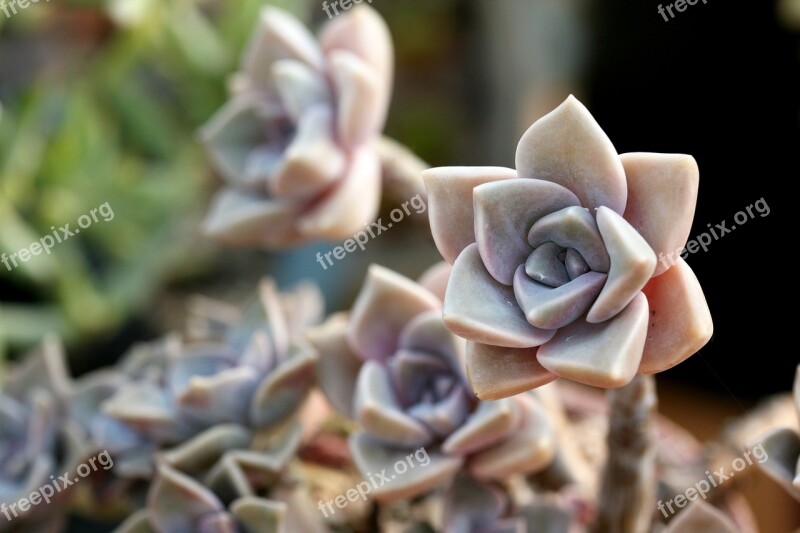 A Fleshy Plant Fleshy In This Cactus Garden Flowers