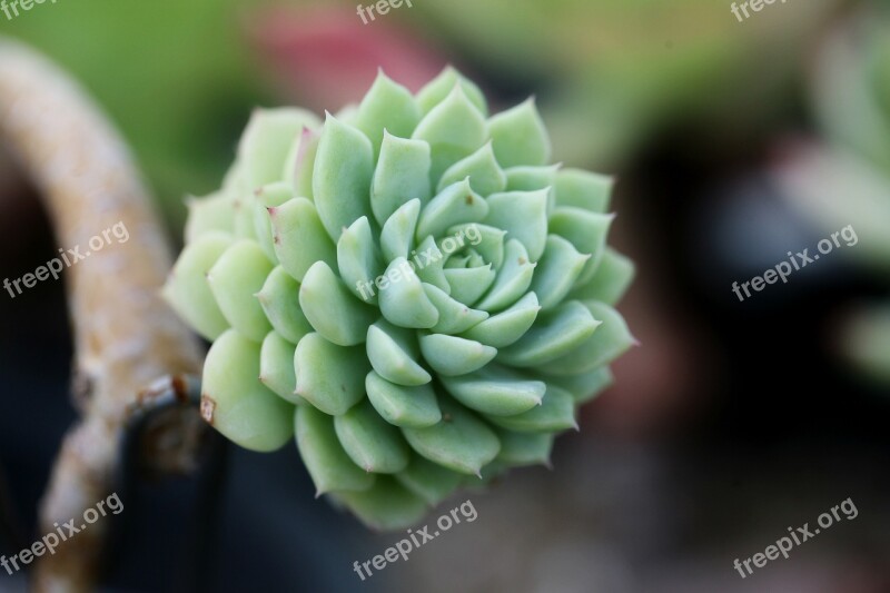 A Fleshy Plant Fleshy In This Cactus Garden Flowers