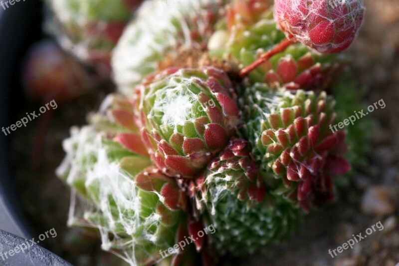 A Fleshy Plant Fleshy In This Cactus Garden Flowers