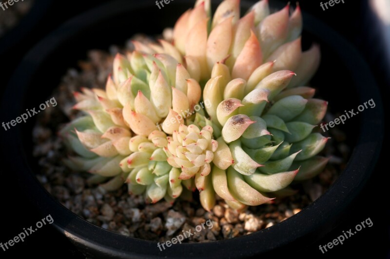 A Fleshy Plant Fleshy In This Cactus Garden Flowers