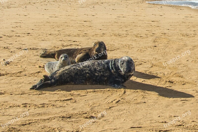 Seals Beach North Sea England Free Photos