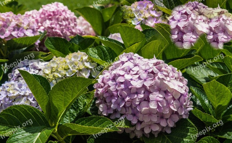 Lilacs Garden Flowers Dew Drops Purple Pink