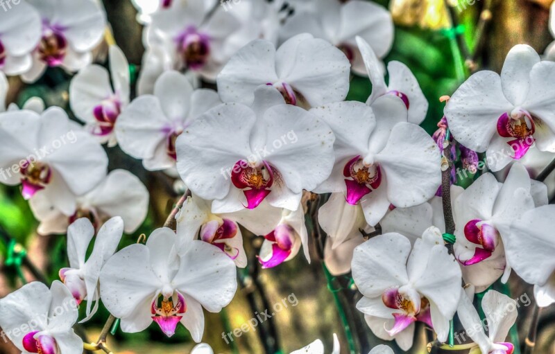 Orchids White Purple Flowers Garden