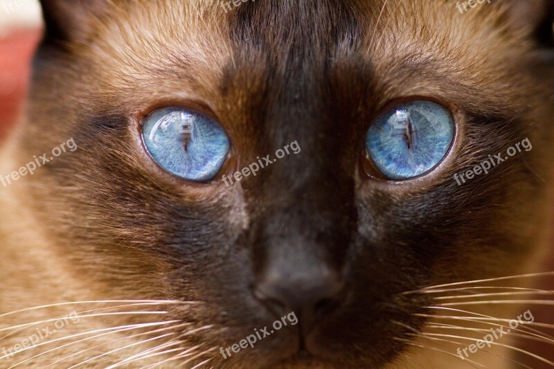 Siamese Cat Kitty Animal Domestic