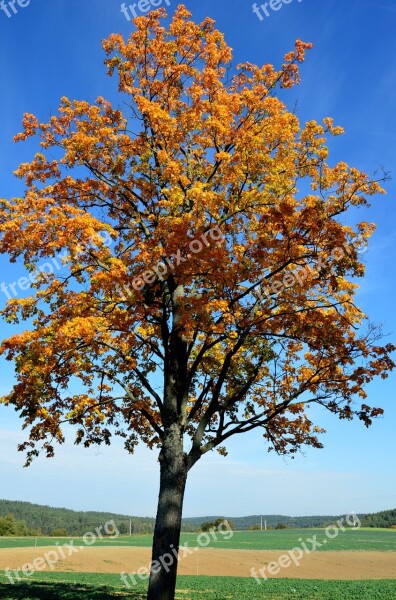 Tree Autumn Gold Warmia Yellow Leaves Nature