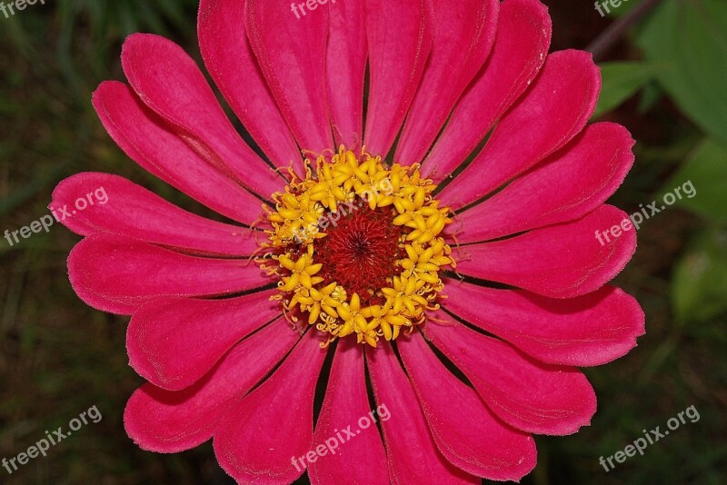 Flower Zinnia Red Bloom Garden