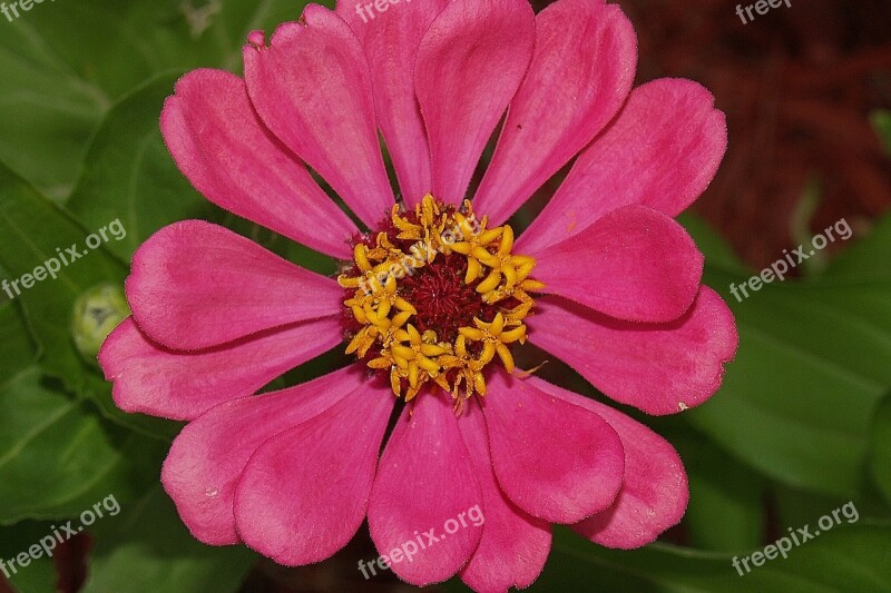 Flower Zinnia Pink Bloom Garden