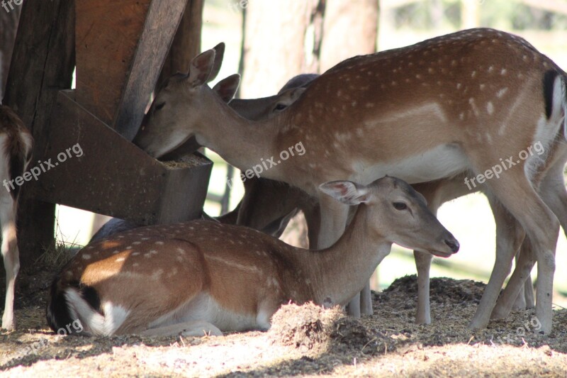 Nature Animals Wild Animal Zoo Sarna