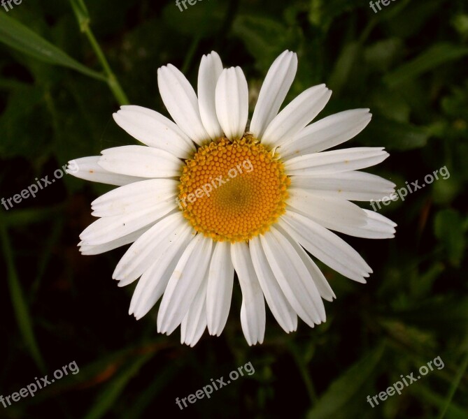 Marguerite Blossom Bloom Flower White