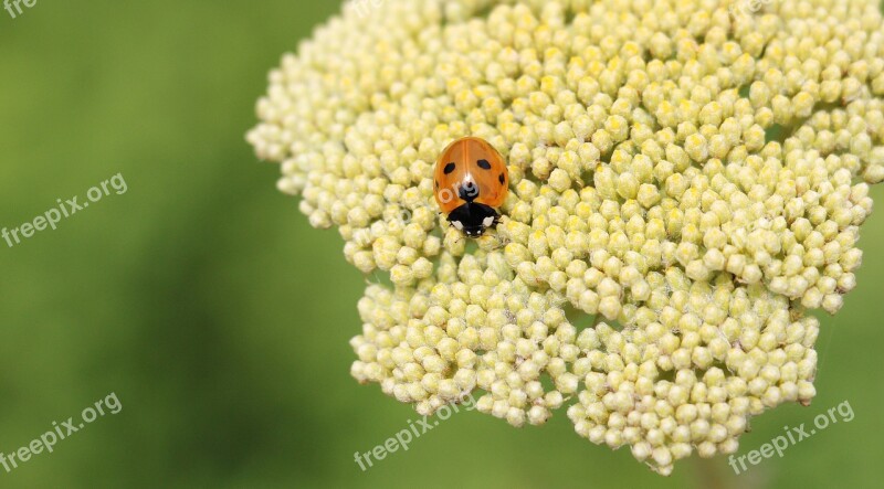 Ladybug Fernleaf Composites Flower Plant