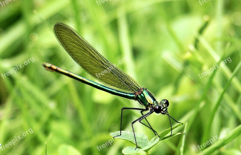 Dragonfly Insect Nature Animal Flight Insect