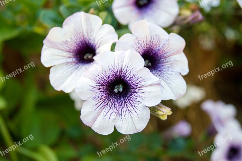 Petunia Flower Purple White Blossom