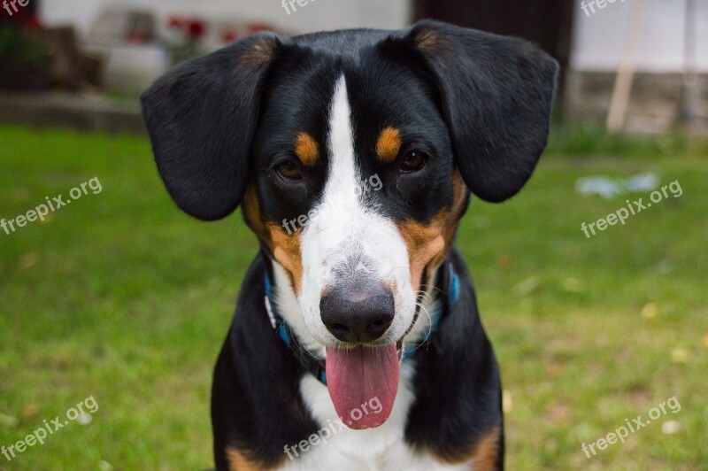 Dog Mountain Dog Schweizer Sennenhund Entlebucher Mountain Dog Pet