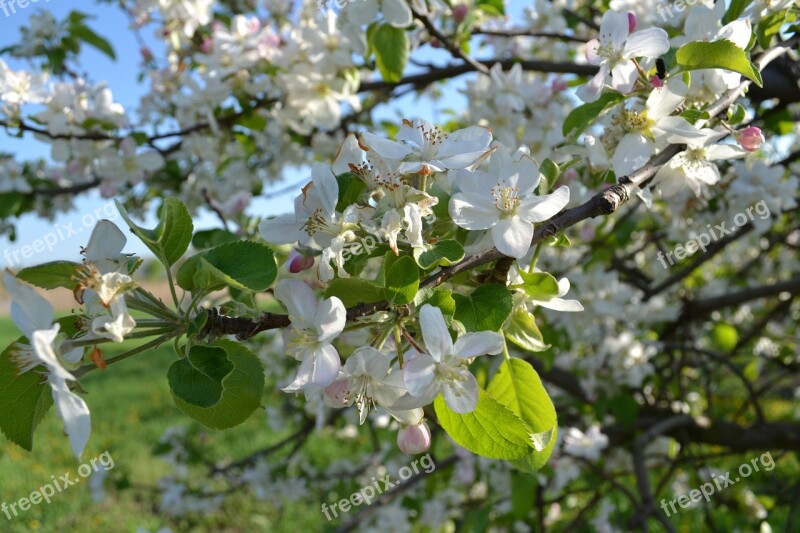 Apple Tree Bloom Flowering Trees Nature Living Nature