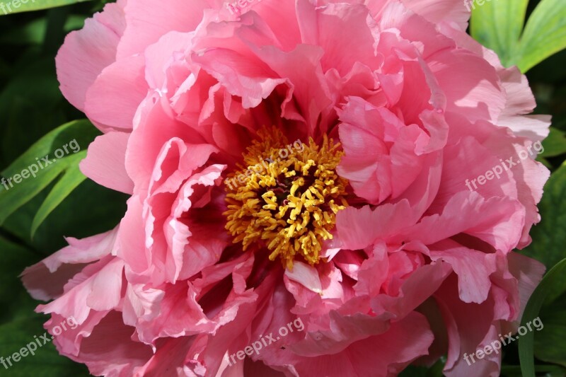 Chinese Dendritic Peony Free Photos