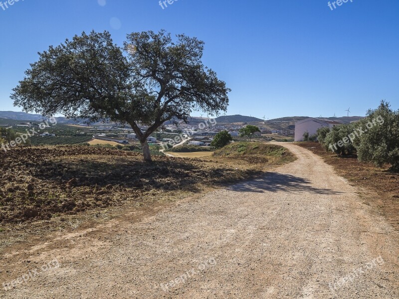 Encina Path Bed And Breakfast Blue Sky Olive Trees