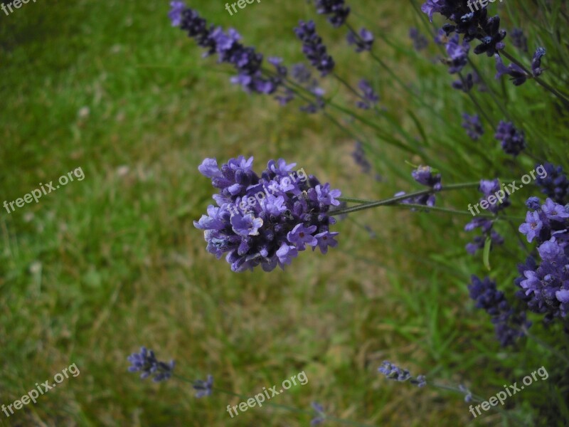 Lavender Flowers Blossom Bloom Purple