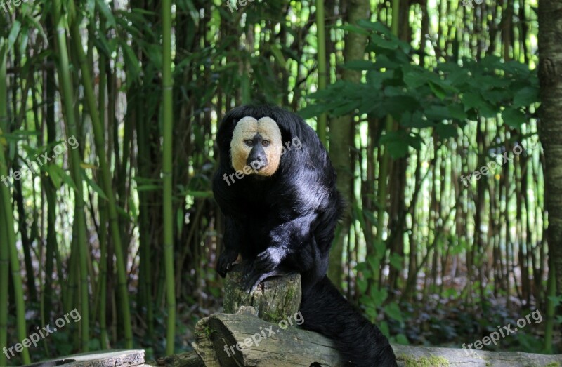 Monkey Zoo France Green Black