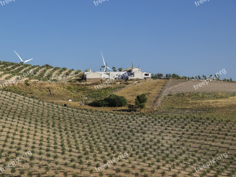 Landscapes Nature Farmhouses Olive Trees Field