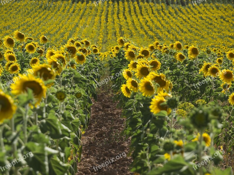 Sunflowers Fields Yellow Pipes Sunflower