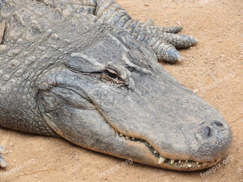 Alligator Sand The Teeth Of The Lizard Crocodile