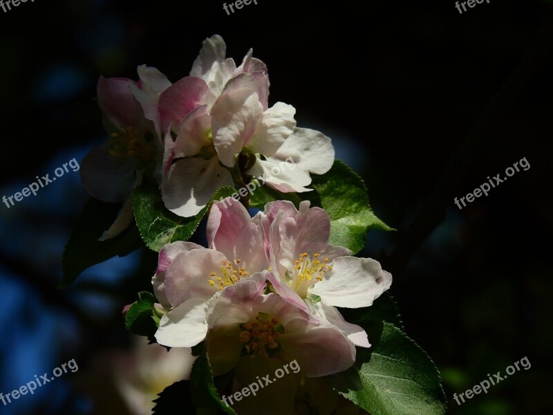 Apple Blossom Flower Spring Apple Tree Wood