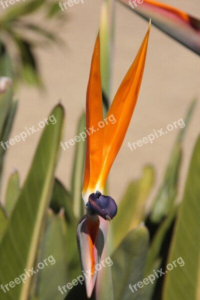 Caudata Orange Bird Of Paradise Flower Strelicia Strelitziaceae