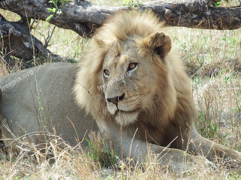 Lion Safari Wildlife Animal Feline