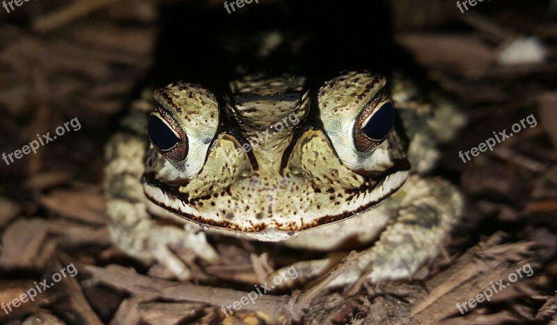 Toad Gulf Coast Toad Amphibian Creature Croak