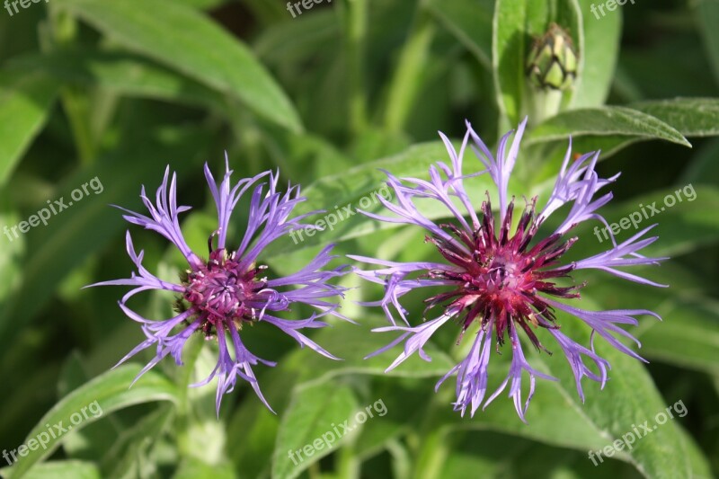 Mountain Crumpled Bluets Centaurea Montana Daisy Family Asteraceae