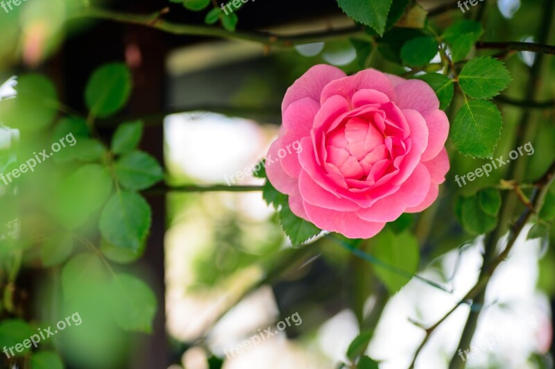 Natural Plant Flowers Rose Pink