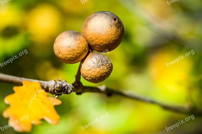 Gall Oak Gall Round Parasite Nut