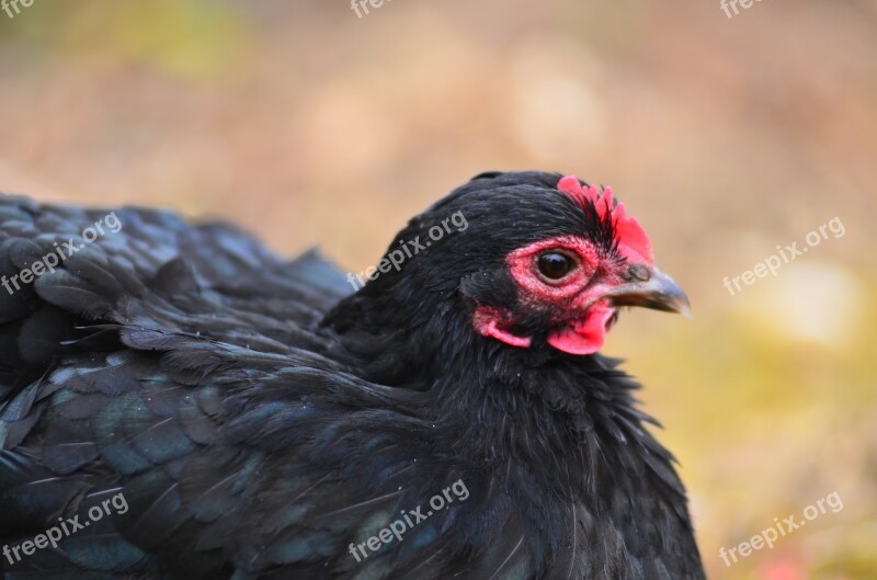 Hen Farm Breeding Free Photos