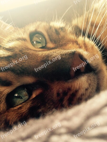 Cat Bengal Cat's Eye Pet Free Photos