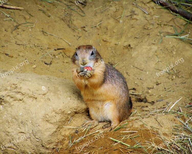 Prairie Dog Mammal Residential Wells Free Photos