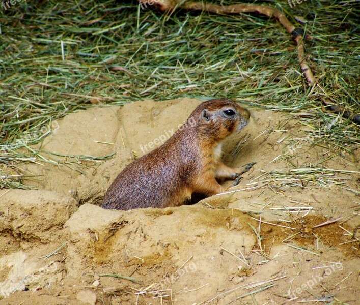 Prairie Dog Mammal Residential Wells Free Photos