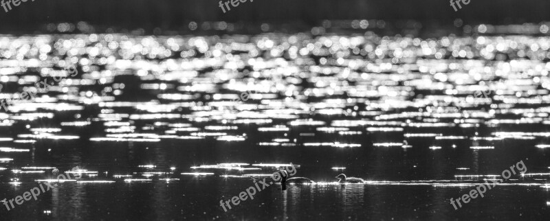 Bird Slavonian Grebe Cub Lake Water