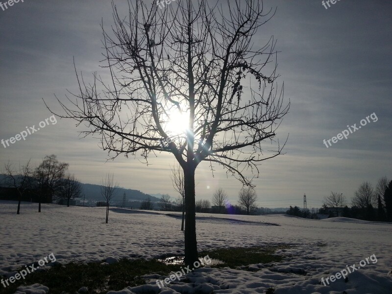 Tree Winter Picture Nature Sun Snow