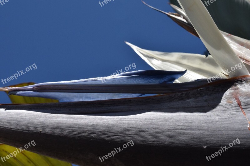 Banana Flower Blossom Bloom Close Up Banana Shrub