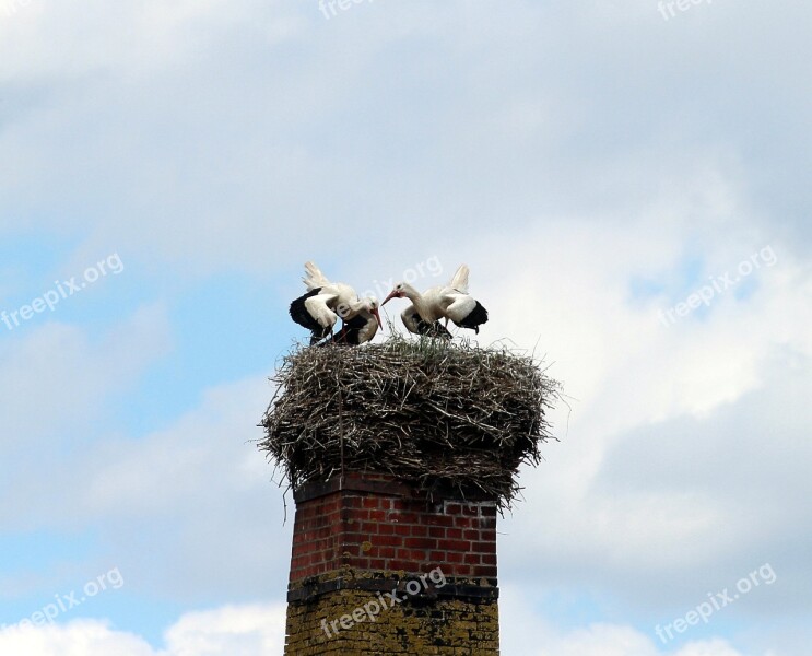 White Storks Stork White Stork Storks Mountain Husen