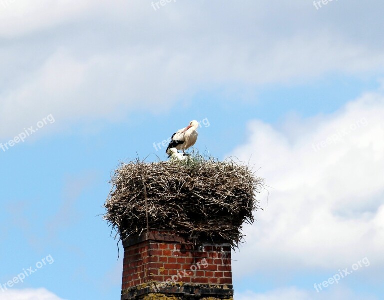 White Storks Stork White Stork Storks Mountain Husen