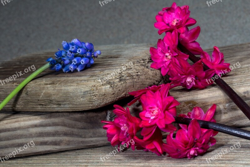 Still Life Hyacinth Wood Wooden Boards Pink Flowers